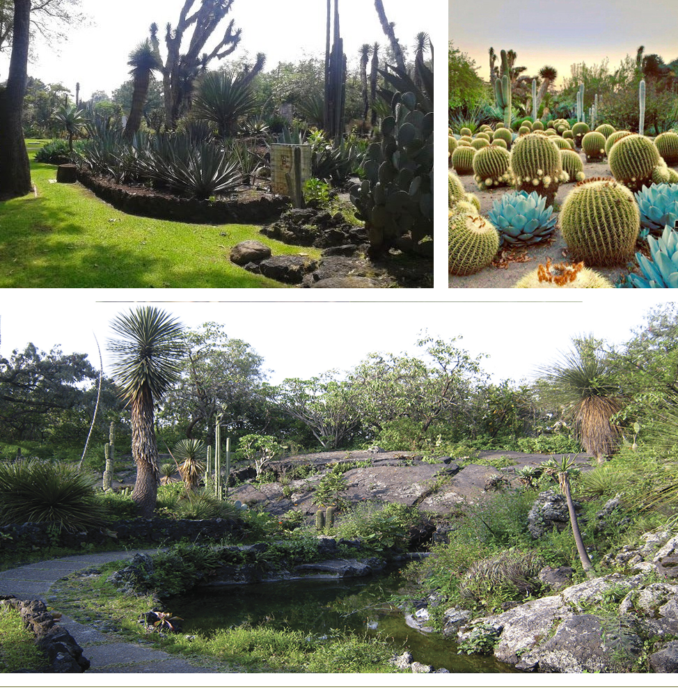 Jardín Botánico del IBUNAM: - Jardín Botánico del IBUNAM: -