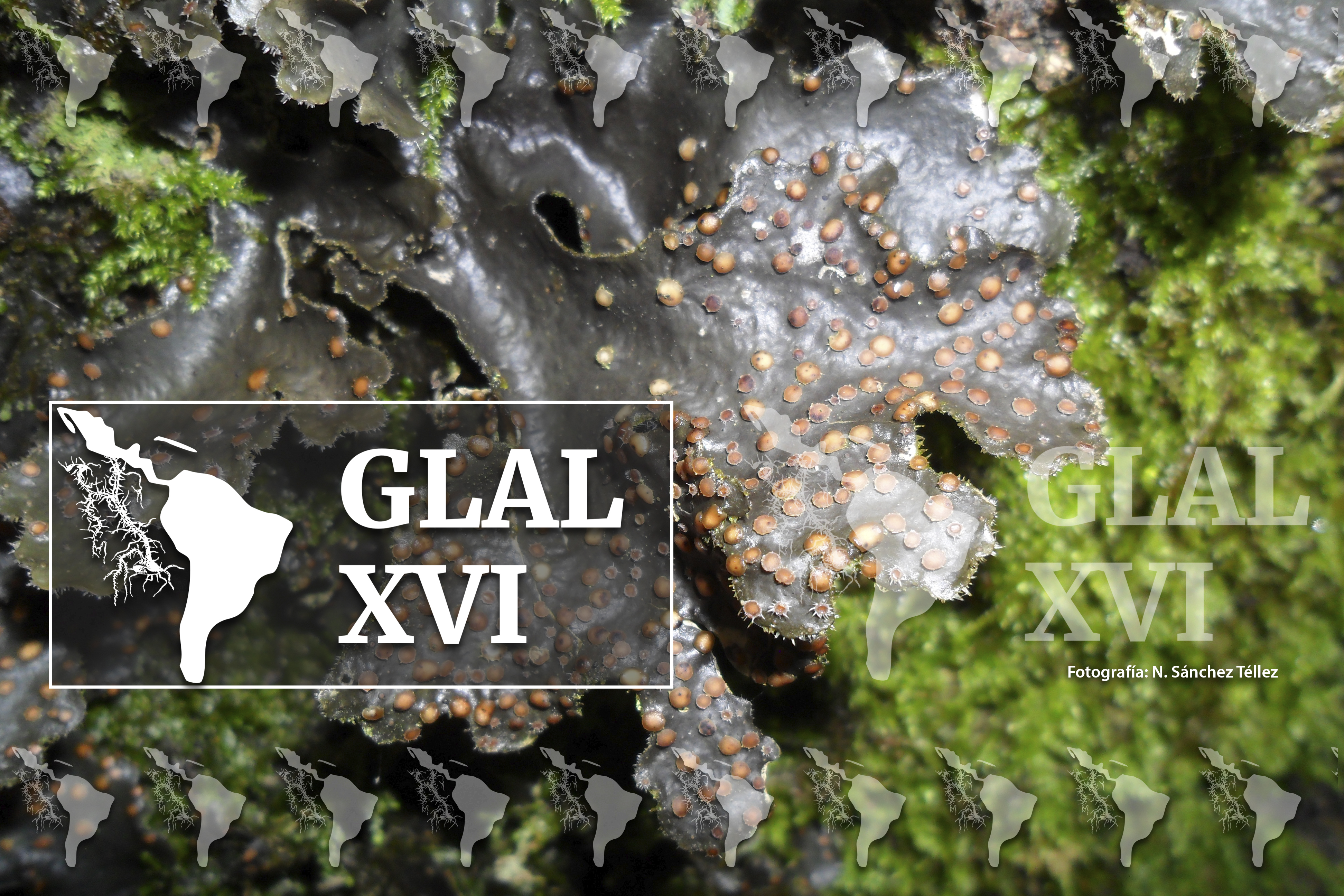 GLAL XVI