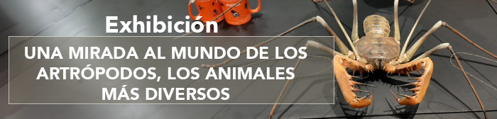 Exhibición: - Exhibición: -