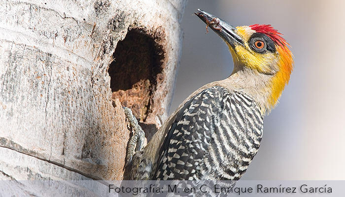 Colección Nacional de Aves (CNAV):  - 