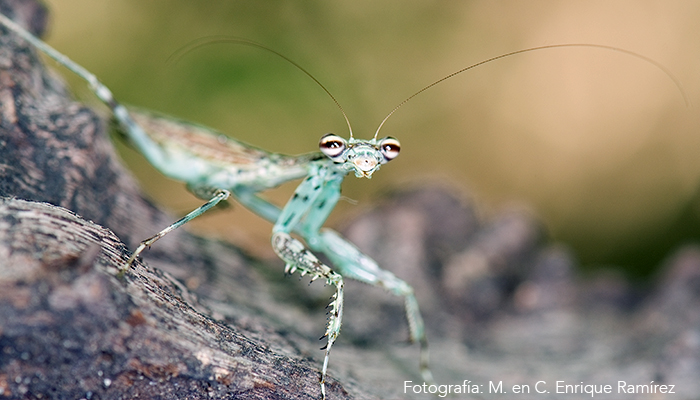 Colección Nacional de Insectos (CNIN):  - 