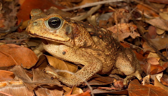 Colección Nacional de Anfibios y Reptiles (CNAR):  - 