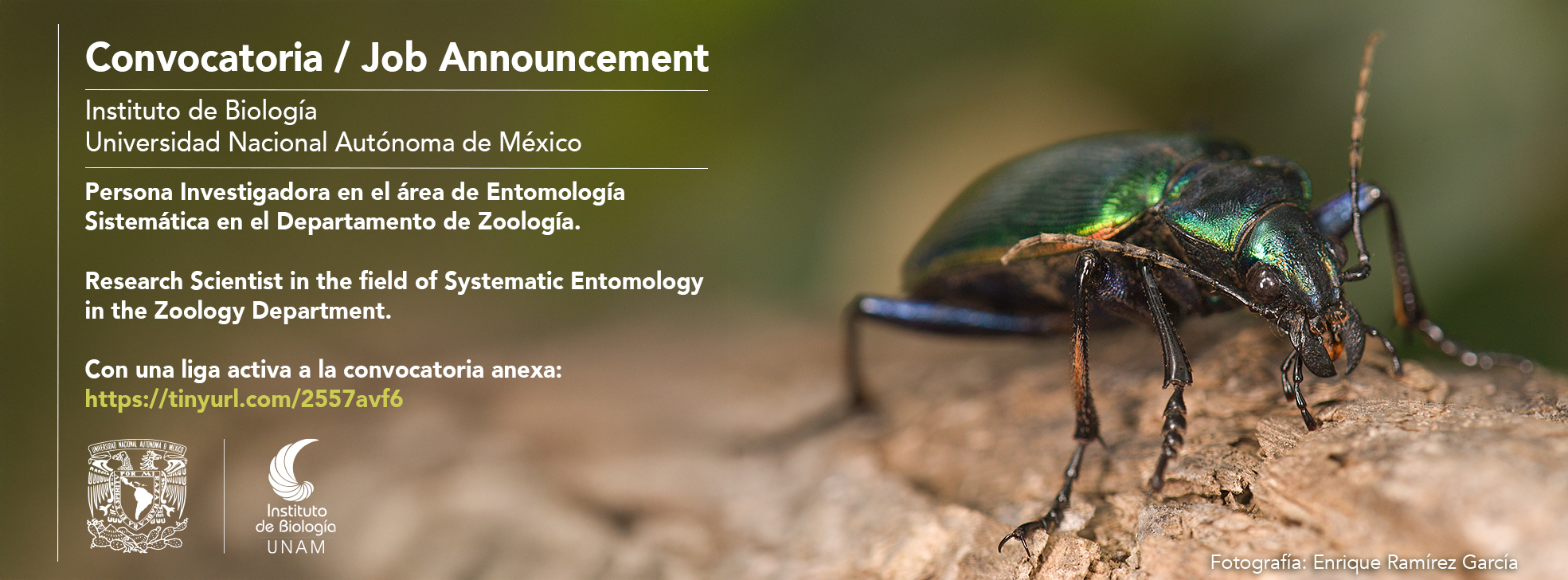 Persona Investigadora en el área de Entomología Sistemática en el Departamento de Zoología. <br>Research Scientist in the field of Systematic Entomology in the Zoology Department. - Instituto de Biología, UNAM