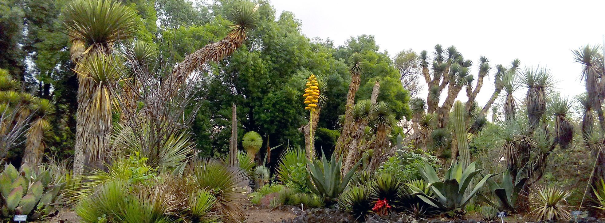Jardín Botánico del IBUNAM - Instituto de Biología, UNAM