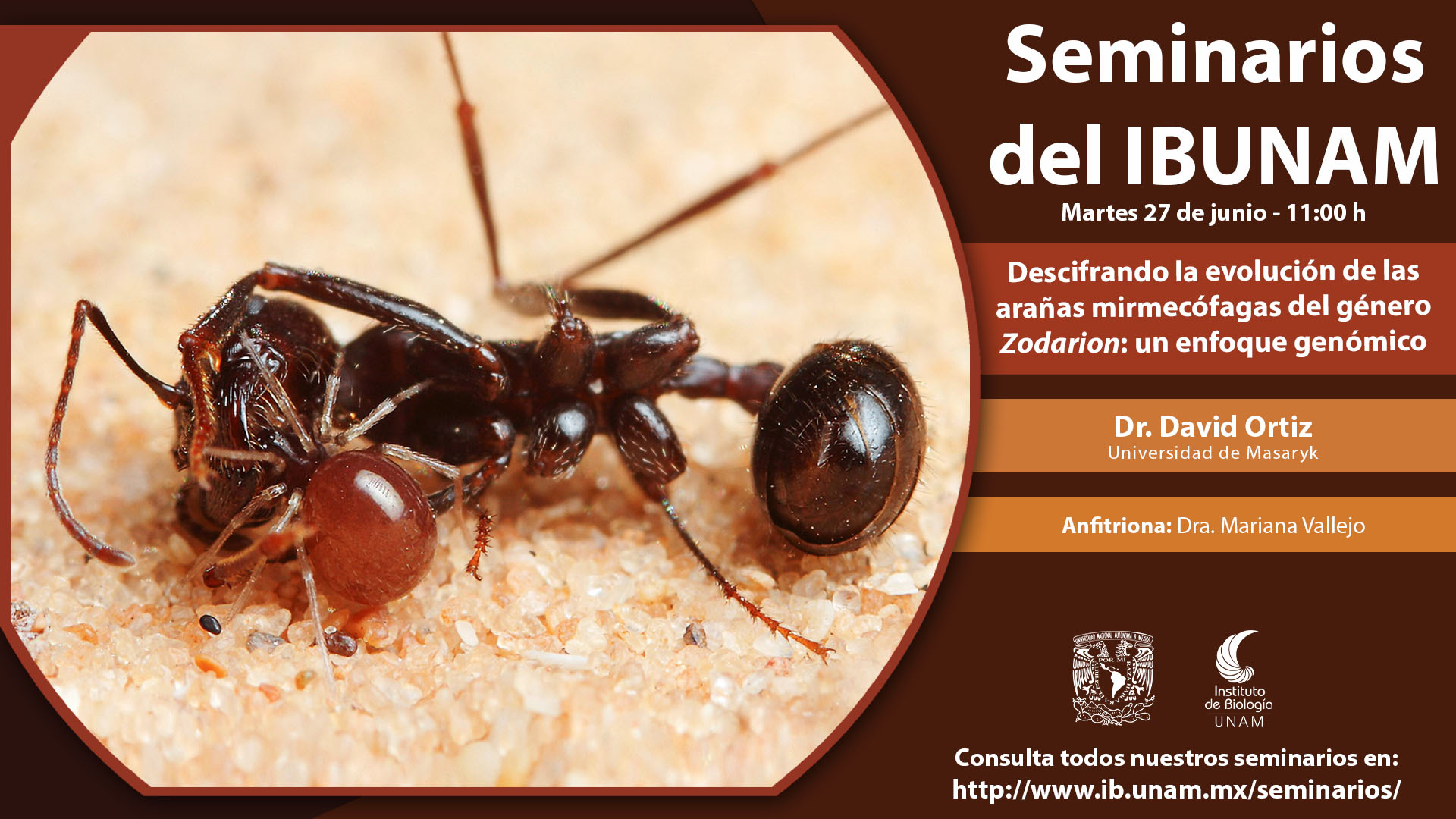 Descifrando la evolución de las arañas mirmecófagas del género Zodarion: un enfoque genómico - Instituto de Biología, UNAM