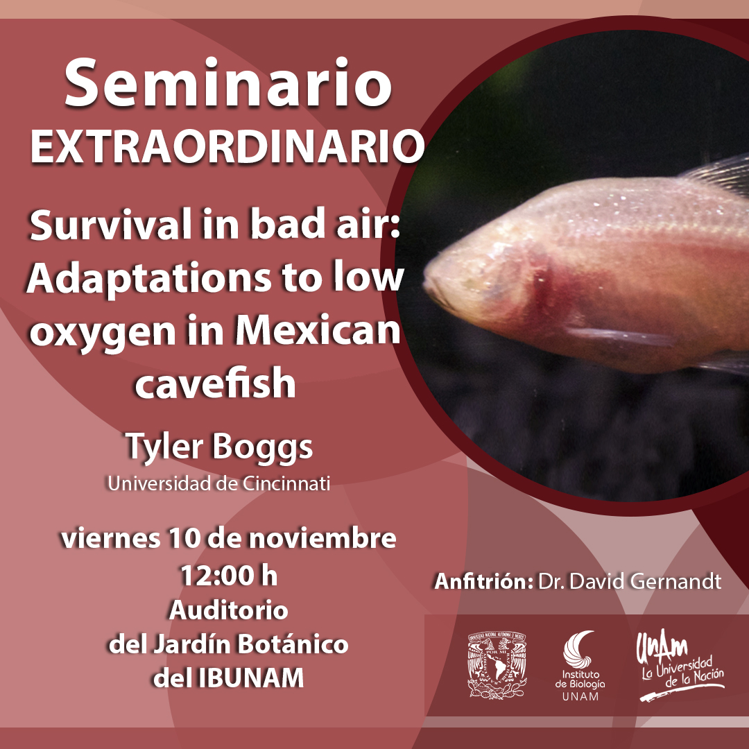Survival in bad air: Adaptations to low oxygen in Mexican cavefish - Instituto de Biología, UNAM