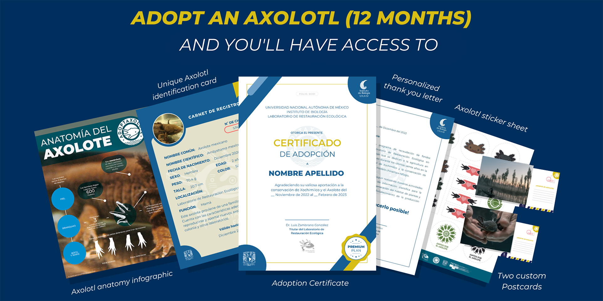 Adoptaxolotl - Axolotl adoption: 12 months