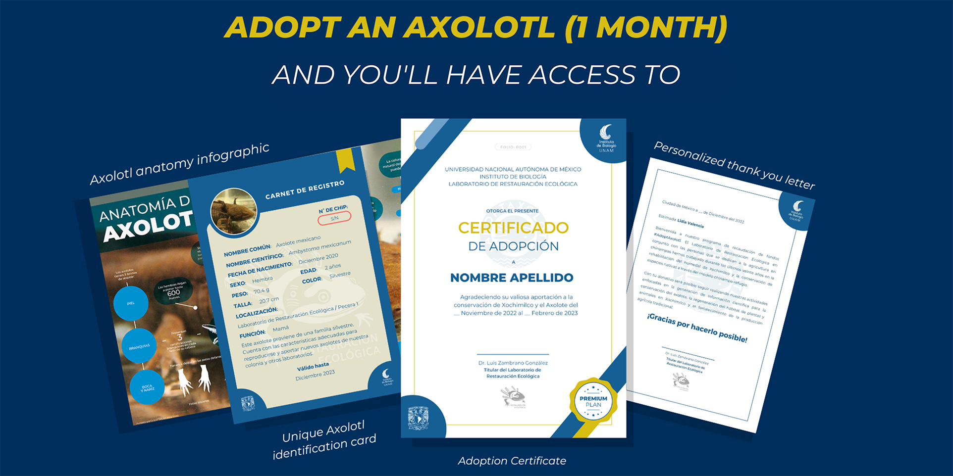 Adoptaxolotl - Axolotl adoption: 1 month