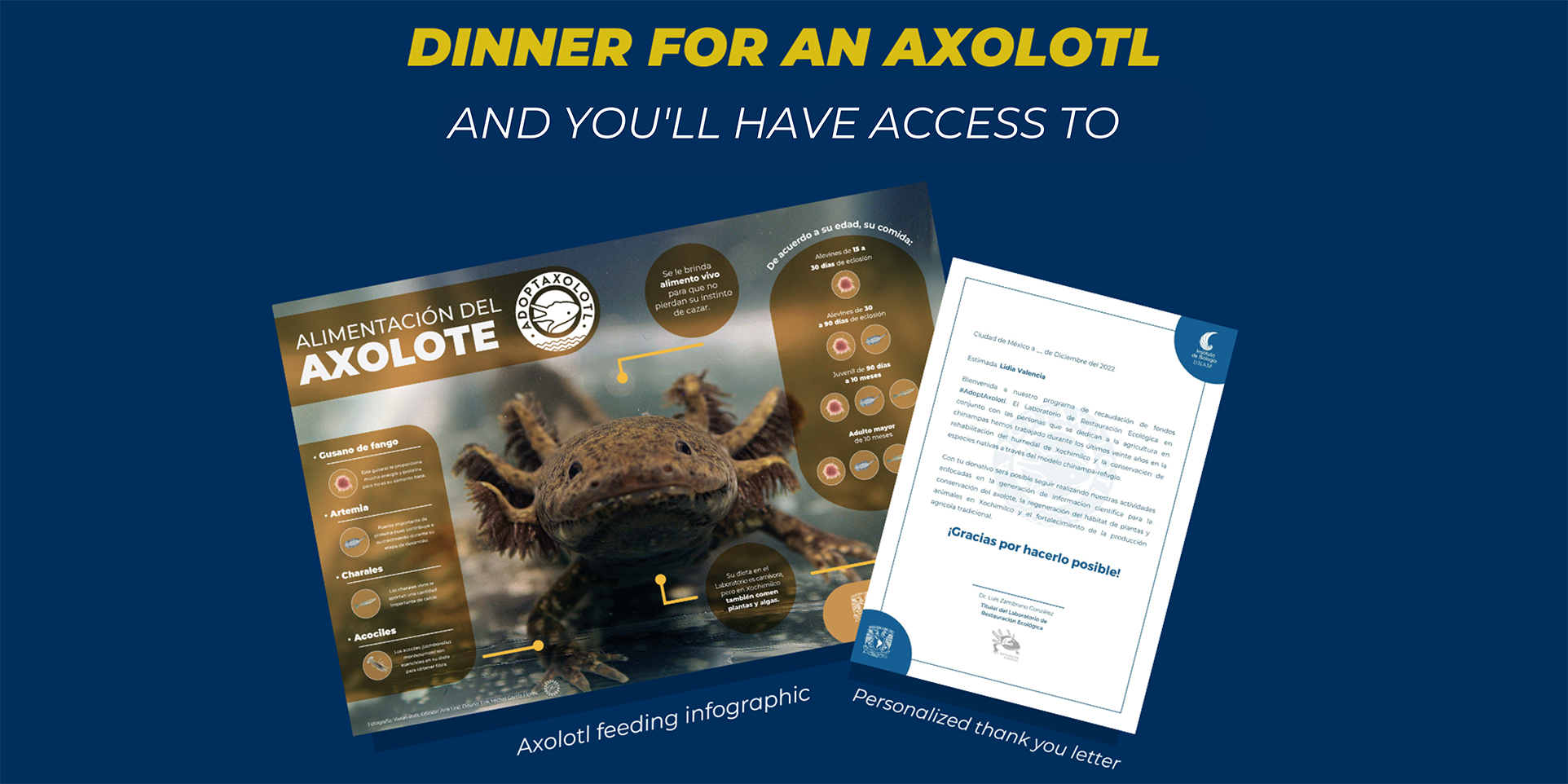 Adoptaxolotl - Axolotl adoption: Dinner for an axolotl