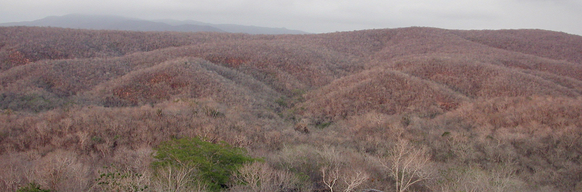Selva seca, Estación Chamela - Instituto de Biología, UNAM