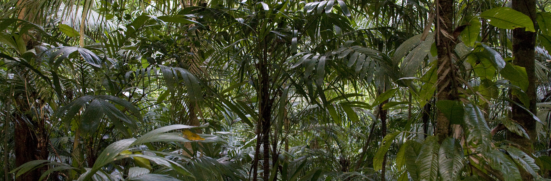 <b>Selva</b> Fotografía: Biól. Álvaro D. Campos, Estación Los Tuxtlas del IBUNAM - Instituto de Biología, UNAM