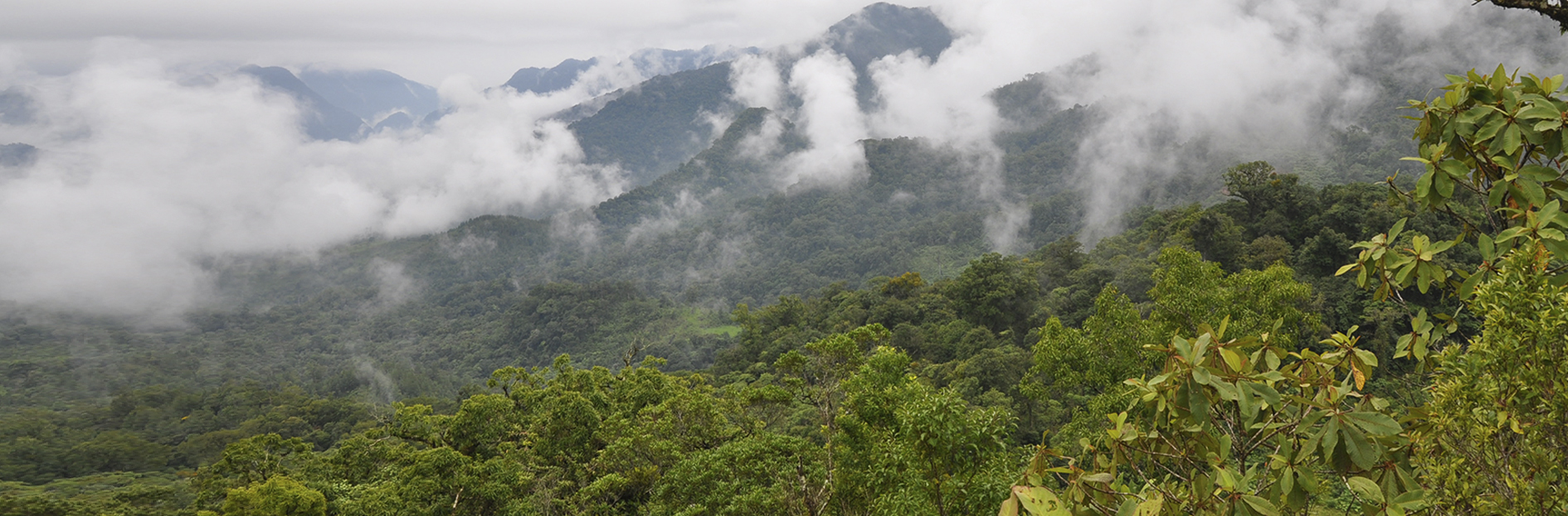 Paisaje <b>Los Tuxtlas</b> - Instituto de Biología, UNAM