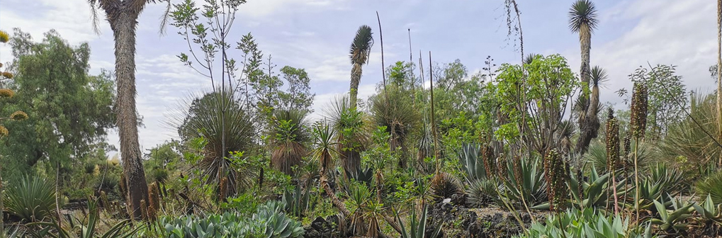 Colecciones vivas del Jardín Botánico del IBUNAM - Instituto de Biología, UNAM