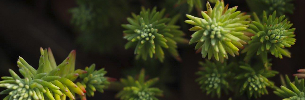 Colección de suculentas del Jardín Botánico del IBUNAM - Instituto de Biología, UNAM