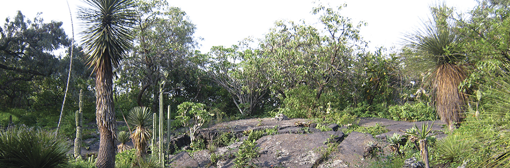 Jardín del Desierto Helia Bravo - Instituto de Biología, UNAM