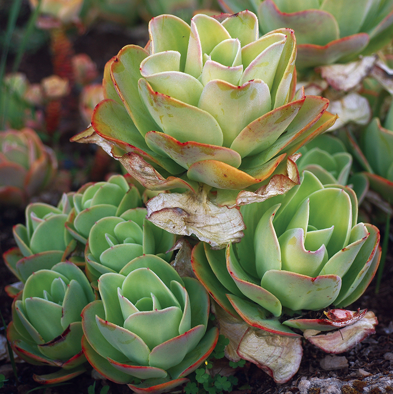 Colecciones Vivas del Jardín Botánico:  - 