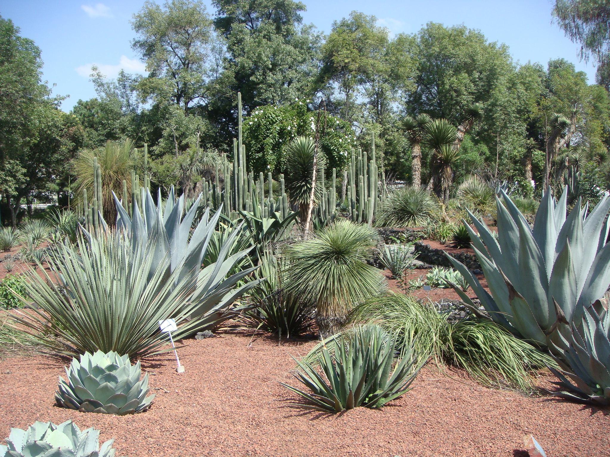 Colecciones Vivas del Jardín Botánico:  - 