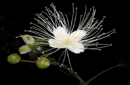 Colecciones Vivas del Jardín Botánico:  - 