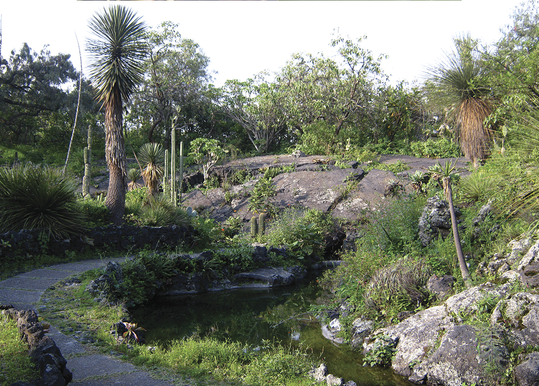 Colecciones Vivas del Jardín Botánico:  - 