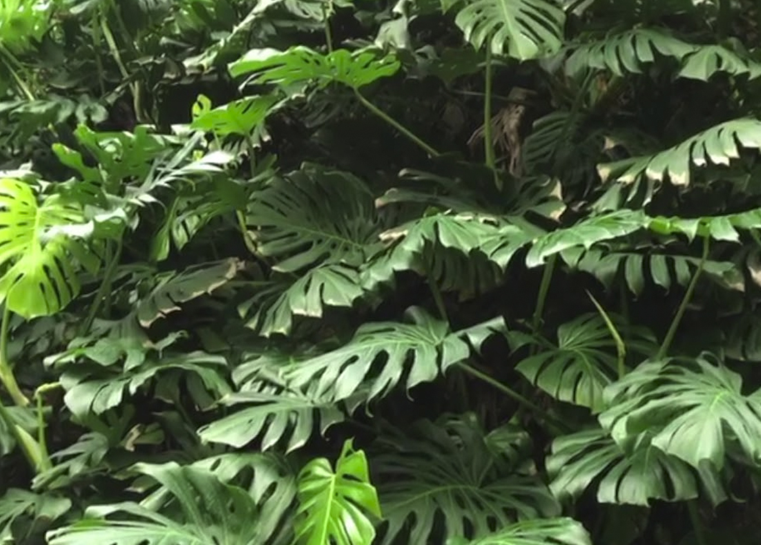 Colecciones Vivas del Jardín Botánico:  - 