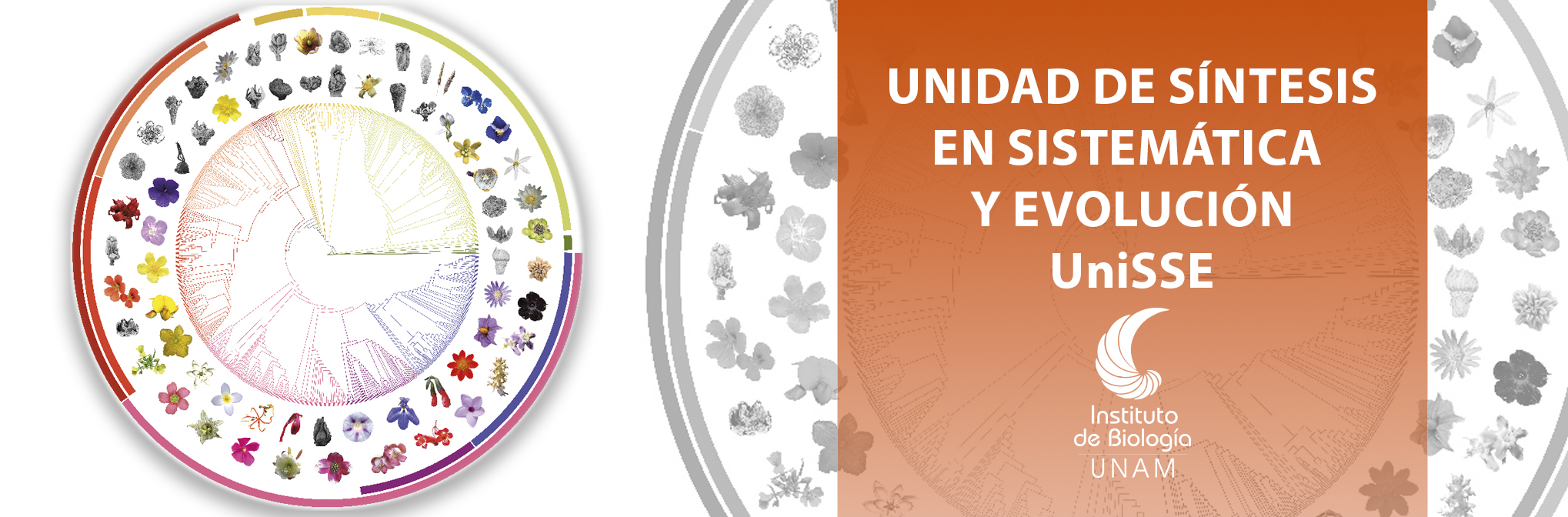 <b>Unidad de Síntesis en Sistemática y Evolución, UniSSE</b> - Instituto de Biología, UNAM