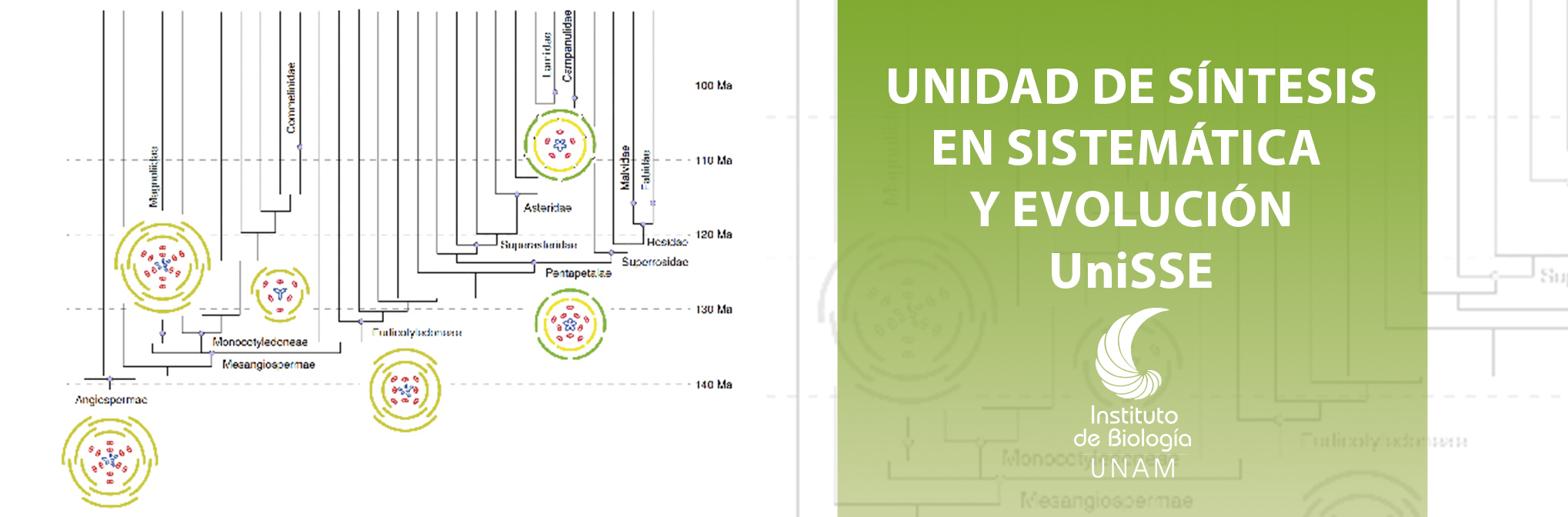 Unidad de Síntesis en Sistemática y Evolución, UniSSE - Instituto de Biología, UNAM