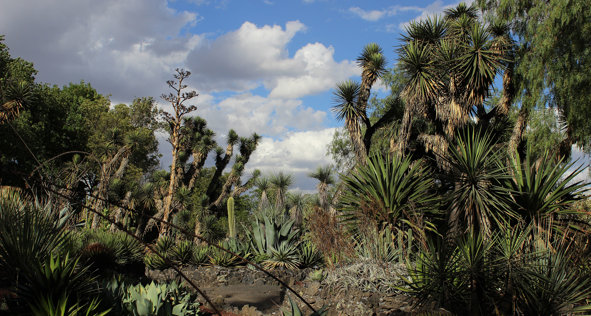 Jardín Botánico del IBUNAM