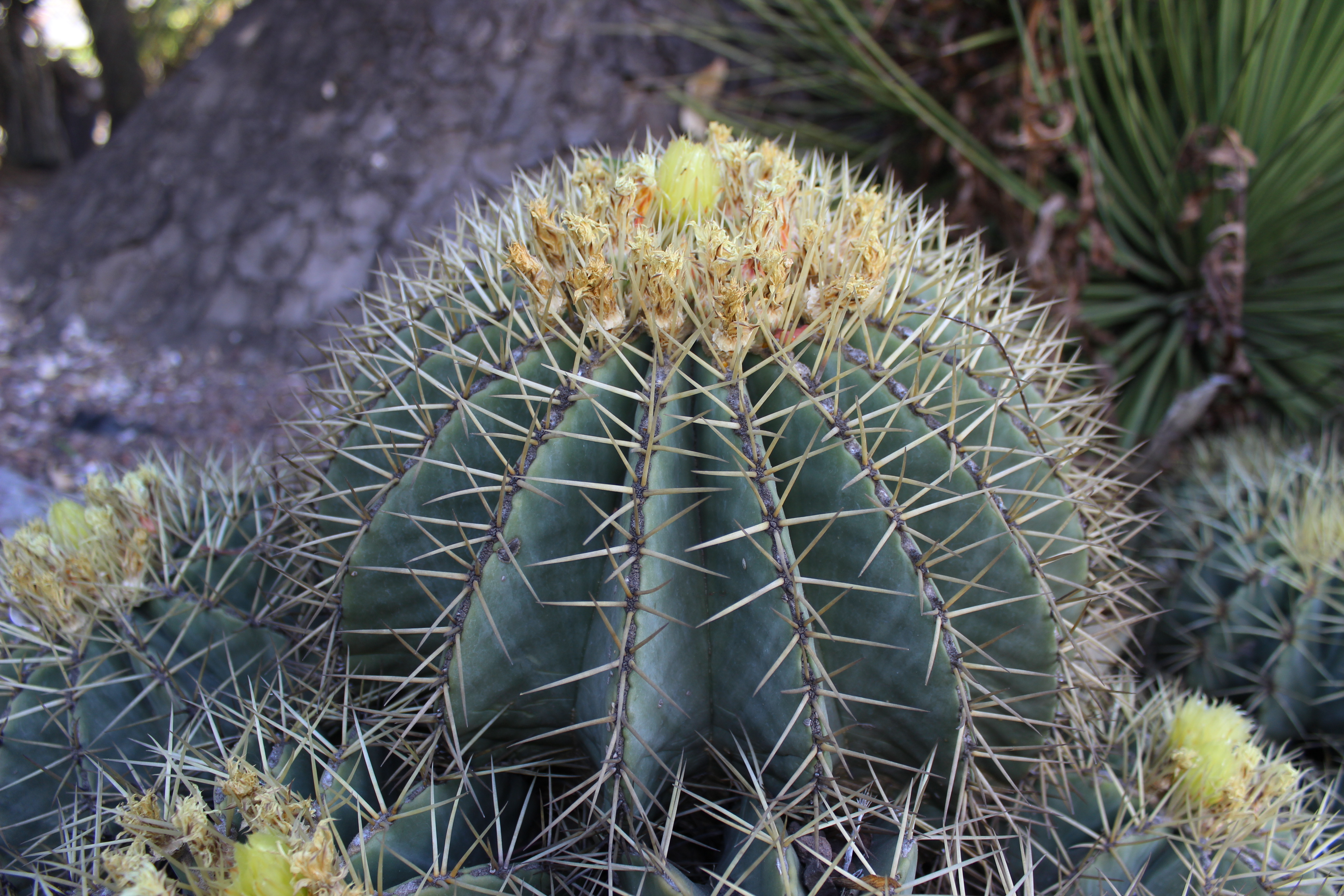 Jardín Botánico del IBUNAM