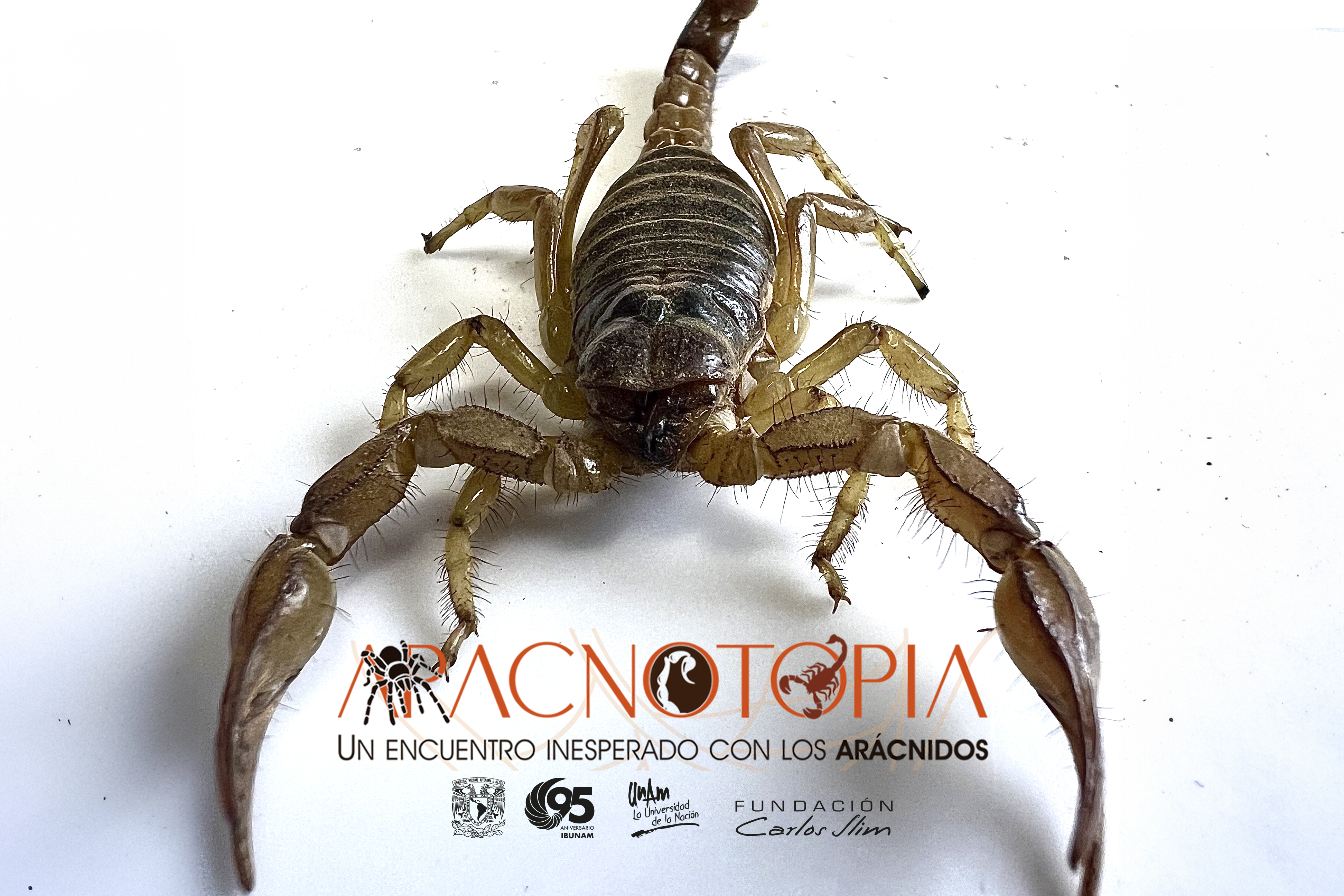 <b>Aracnotopia:</b> Un encuentro inesperado con los arácnidos