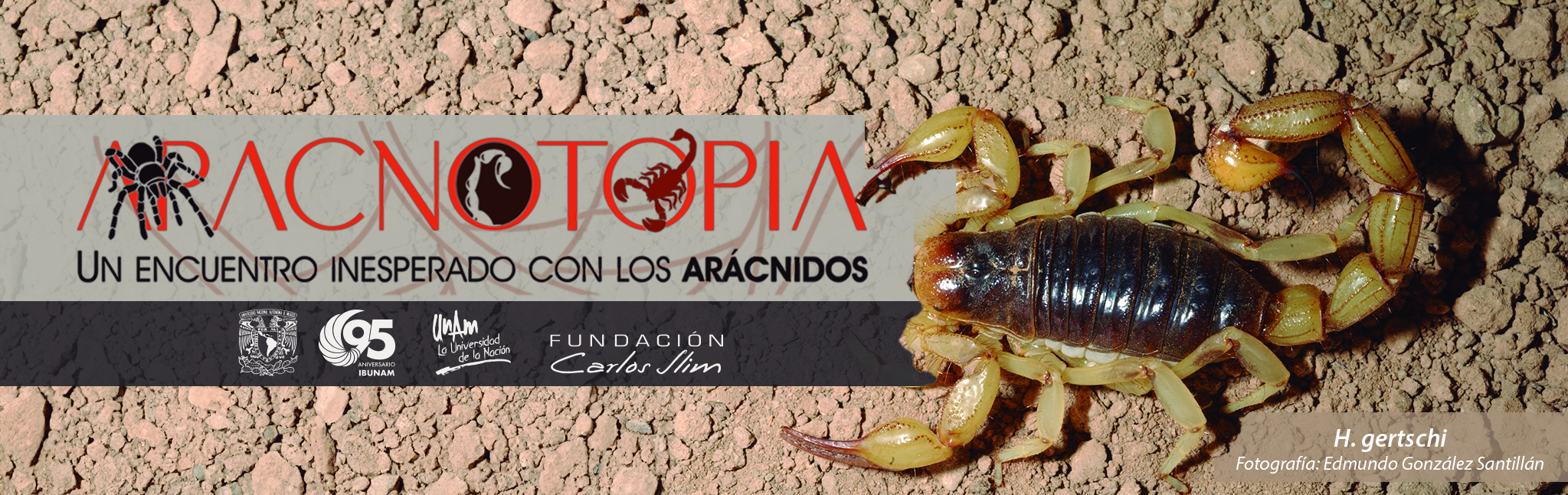 Un encuentro inesperado con los arácnidos:  - 