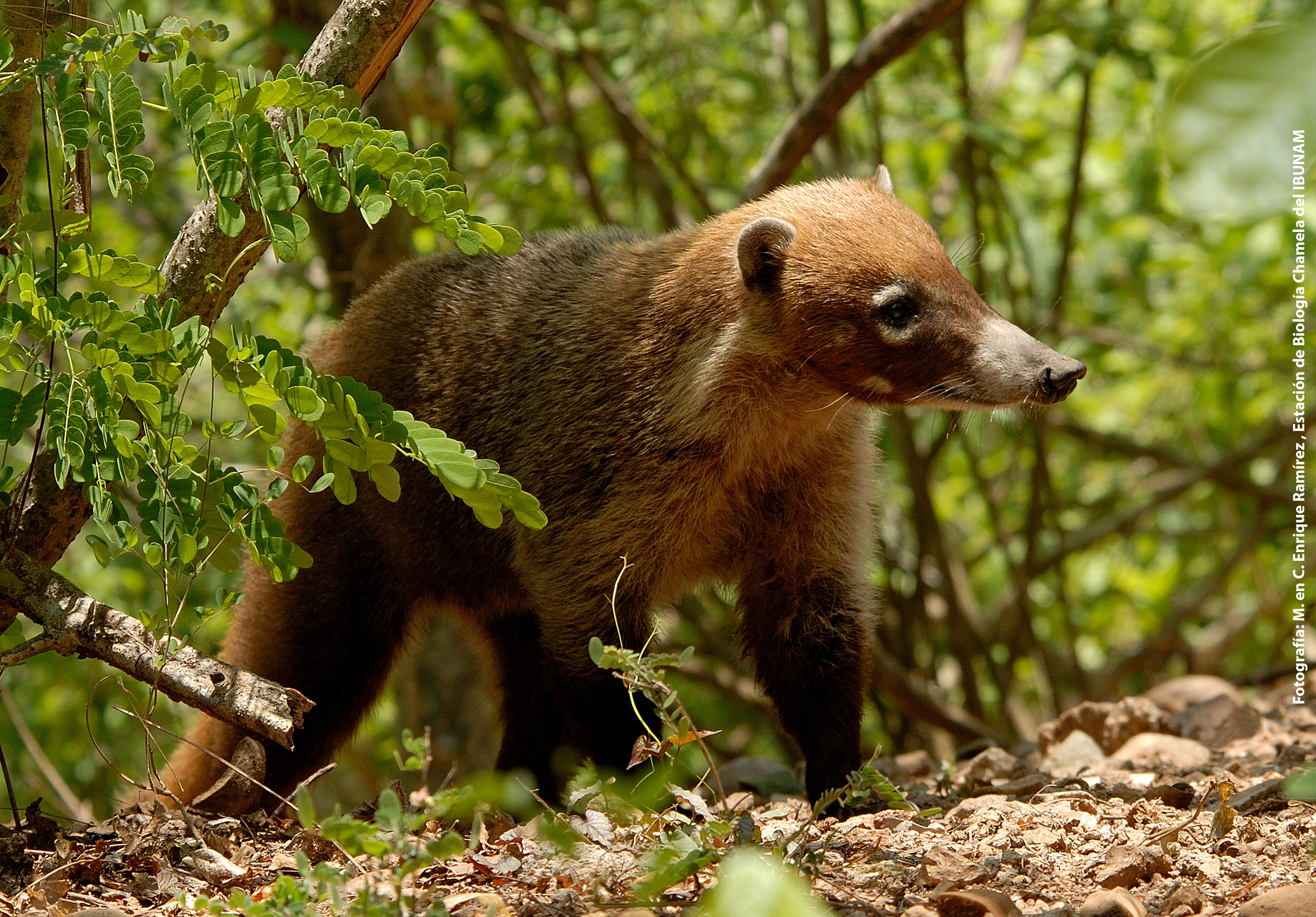 White-nosed coati @ Chamela