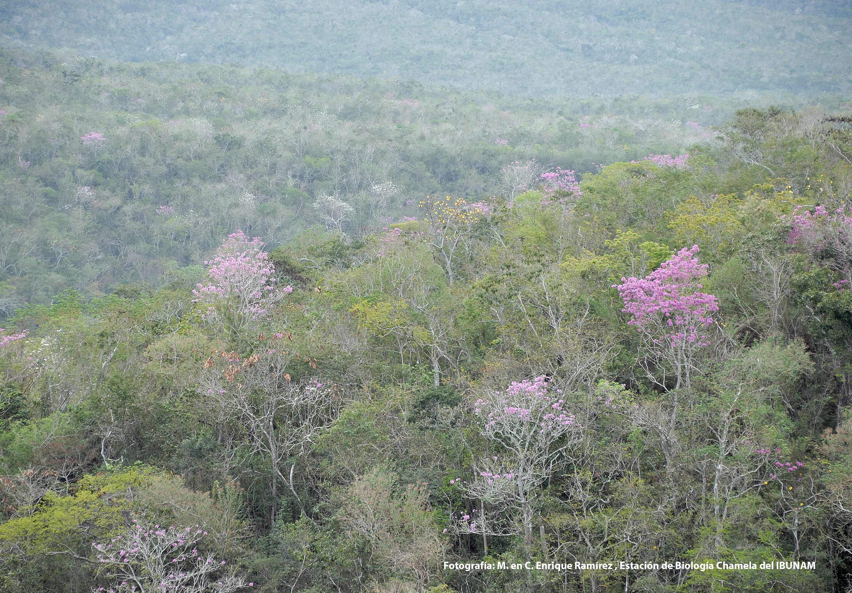 Semi-decidous dry forest @ Chamela